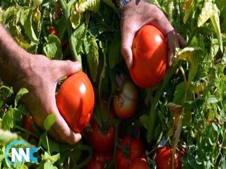 وزير الزراعة يسمح باستيراد الطماطم لقلة الانتاج المحلي