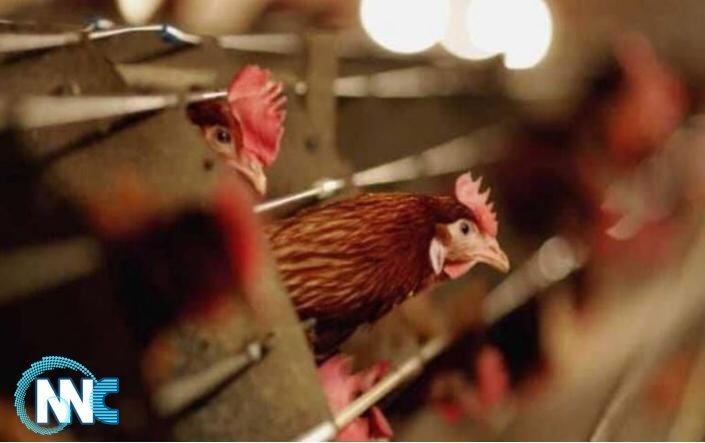 “نيوكاسل” يفتك بـ150 الف دجاجة في كربلاء
