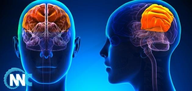 العلماء يحددون المهنة الأكثر ضررا على دماغ الإنسان