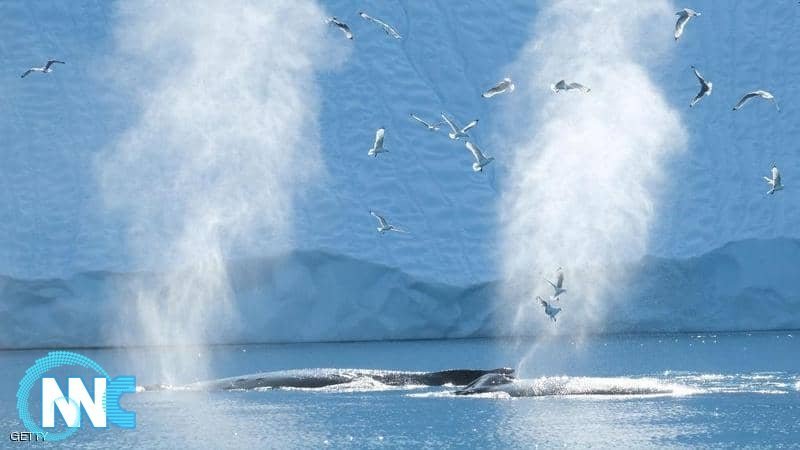الحصبة تقتل عشرات الحيتان