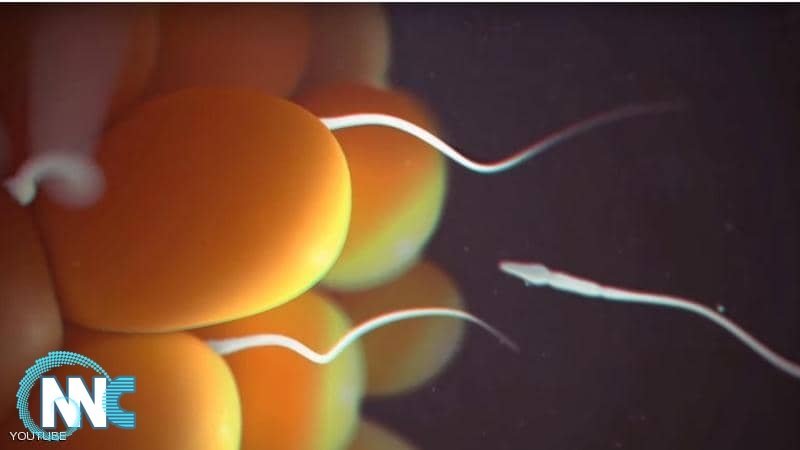 في إنجاز ضخم.. علماء يكتشفون سر تحديد جنس الجنين لأول مرة