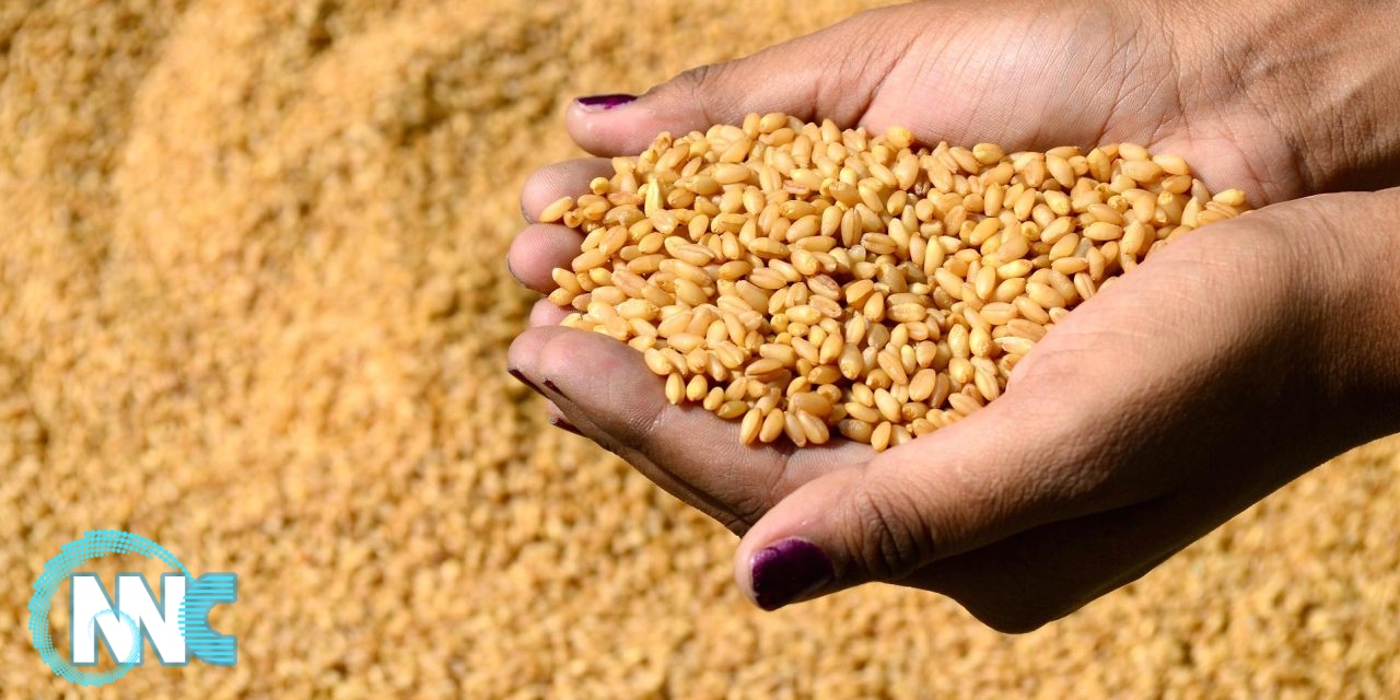 مصر: إعادة 23 ألف طن من القمح المستورد الى الولايات المتحدة