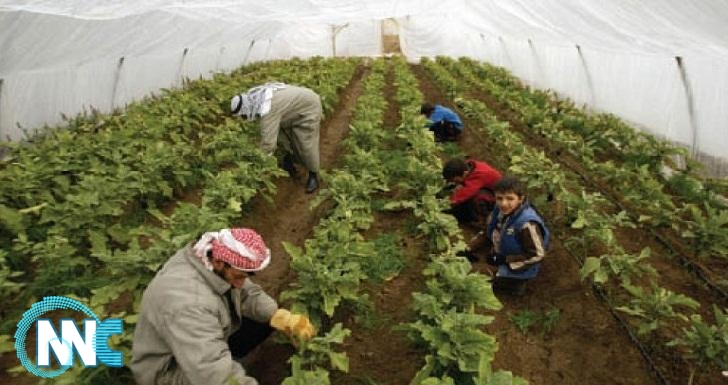 الزراعة تقرر شمول اقليم كردستان بالخطط الزراعية الاتحادية
