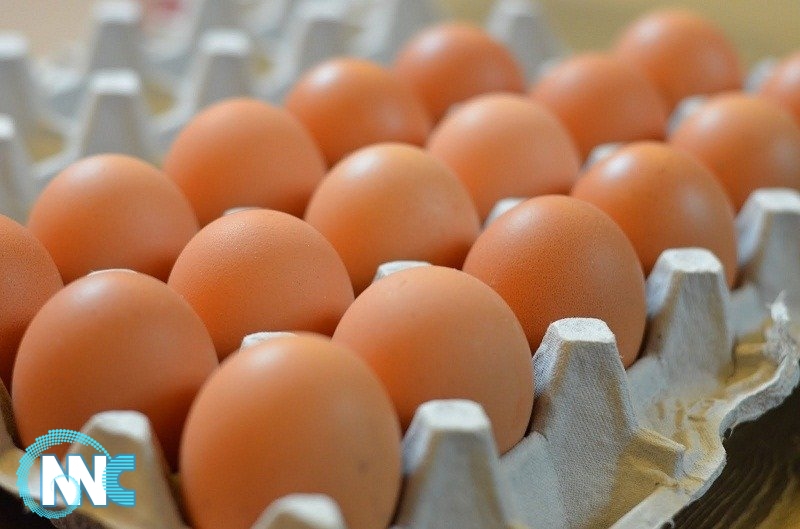 وزارة الزراعة : المنتجون حددوا سعر طبقة البيض بـ 5000 دينار