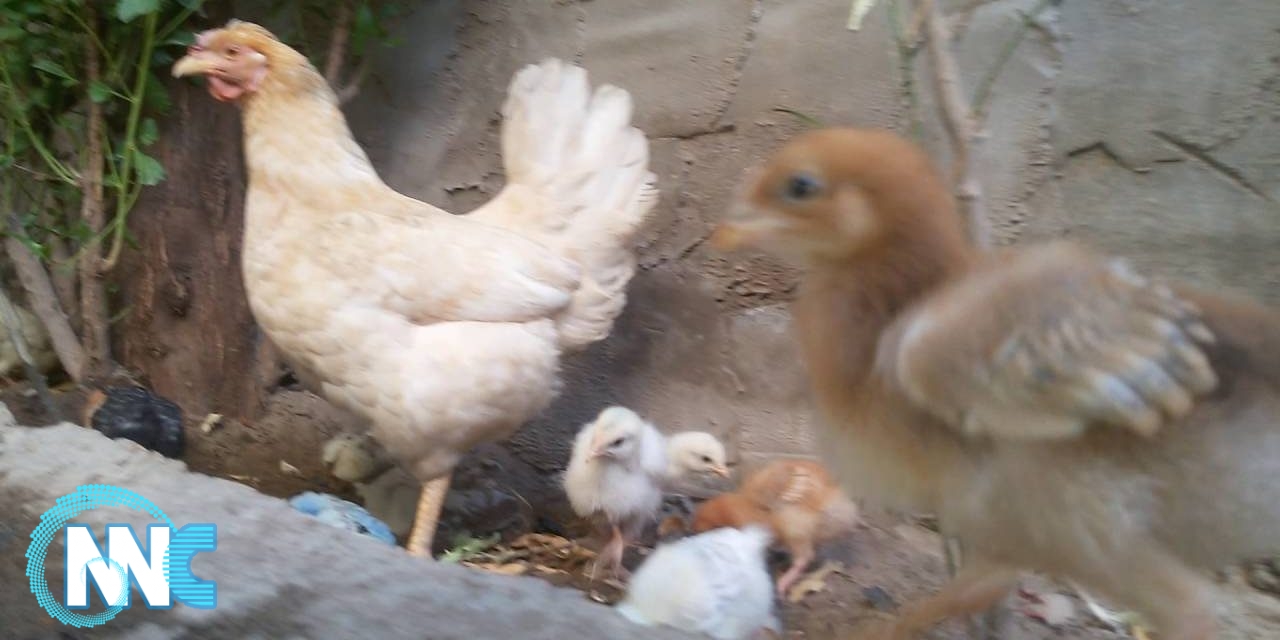 إصابة 60 ألفاً من الدجاج بانفلونزا الطيور في سامراء