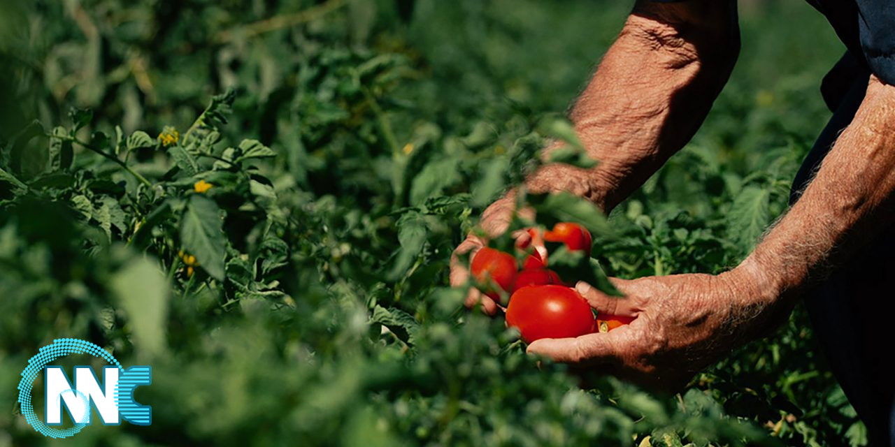 الزراعة: إنشاء أكبر معمل لمعجون الطماطم في الديوانية