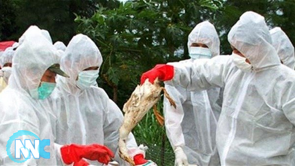 روسيا تسجل أول اصابة بشرية بالسلالة الجديدة لـ”إنفلونزا الطيور”