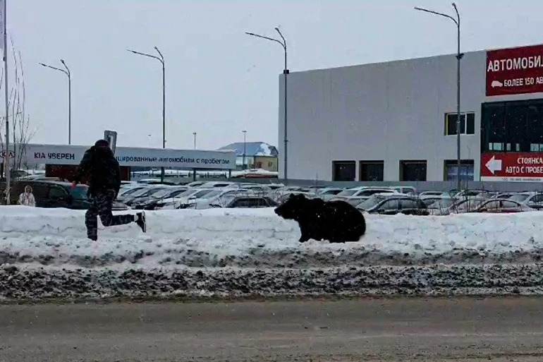 بالفيديو… دب يطارد المارة في شوارع روسيا