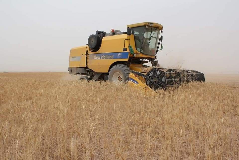 الزراعة: ارتفاع الكميات المسوقة لمحصول الحنطة بالمثنى