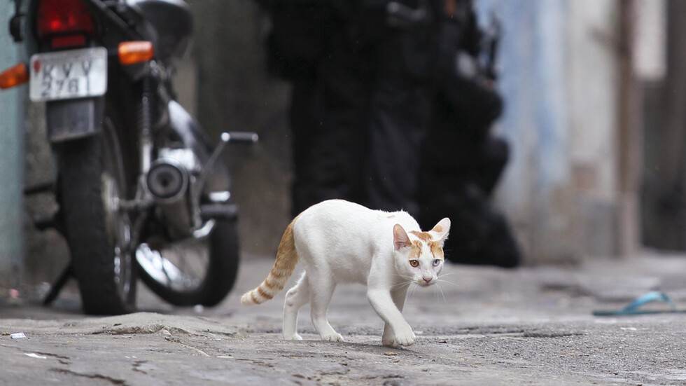 بالفيديو.. القبض على قط يحمل المخدرات حاول دخول أحد السجون في بنما