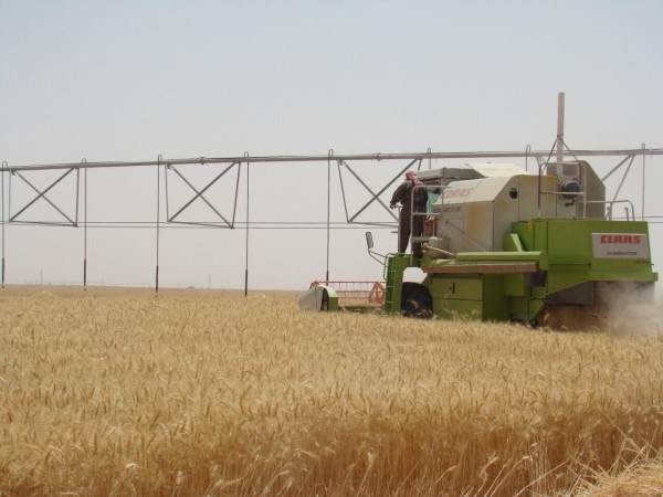 الزراعة: 72 ألف طن حصيلة حصاد الحنطة في المثنى في شهر