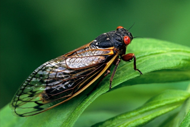 ‏”الحشرات” تهدد بتخريب نهائي أمم أوروبا!‏