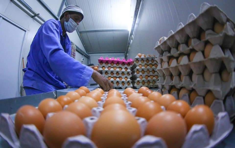قرار حكومي بشأن توريد البيض والدجاج عبر كردستان